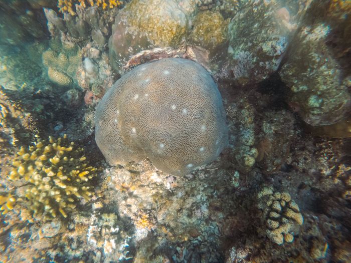 A detailed shot of brain coral amidst a colorful underwater reef habitat.