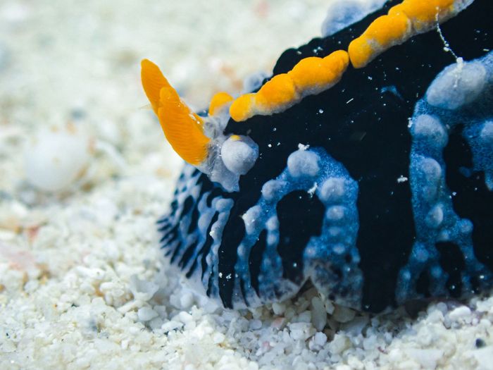 Close-up of a colorful nudibranch on coral, showcasing detailed textures and hues.