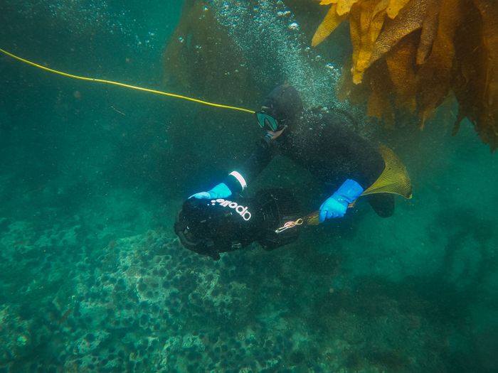 Underwater diver with a scooter exploring vibrant kelp forests, highlighting marine life.