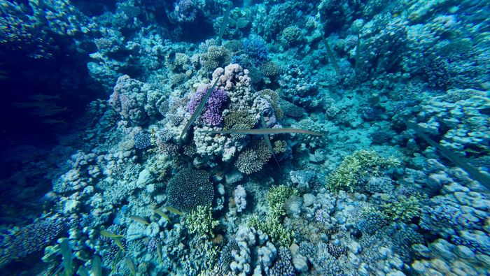 Explore the vivid underwater world with diverse coral formations and colorful marine life.