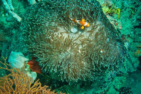 Loh Sera dive site Indonesia