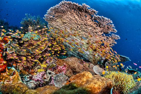 Stevan Reef Indonésia