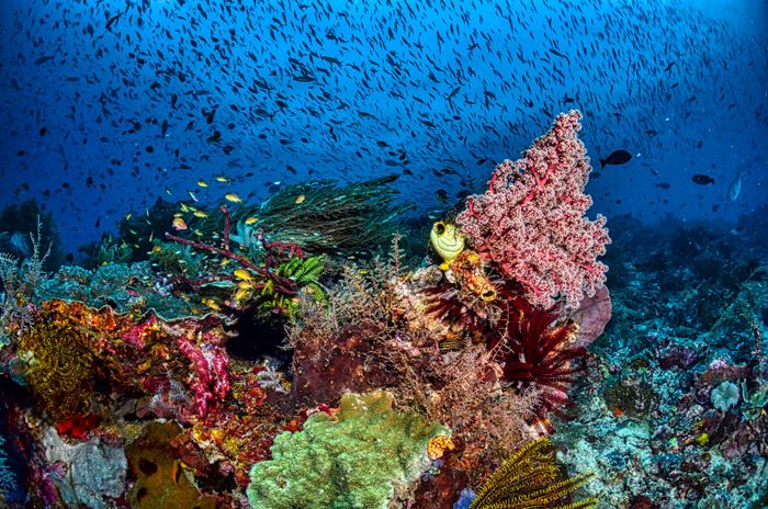 A mesmerizing underwater view of a coral reef bustling with colorful marine life and a school of fish in West Papua, Indonesia.