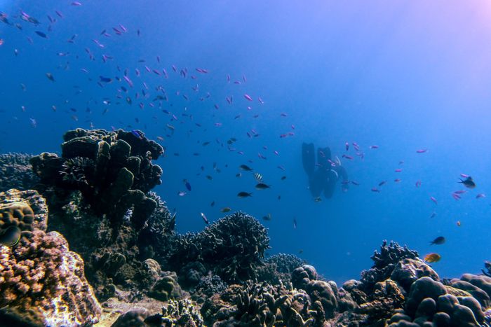 Explore the colorful coral reefs teeming with diverse marine life in the Philippines' underwater world.