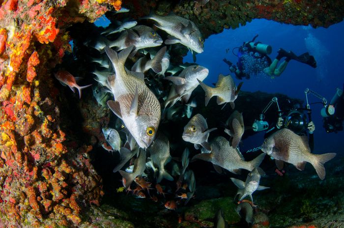 Vibrant underwater scene capturing a school of fish with divers exploring a coral reef habitat.