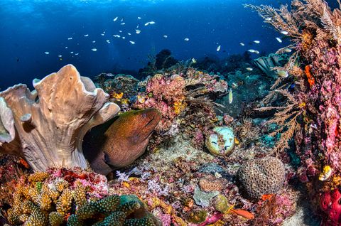 West Reef's End Indonésia