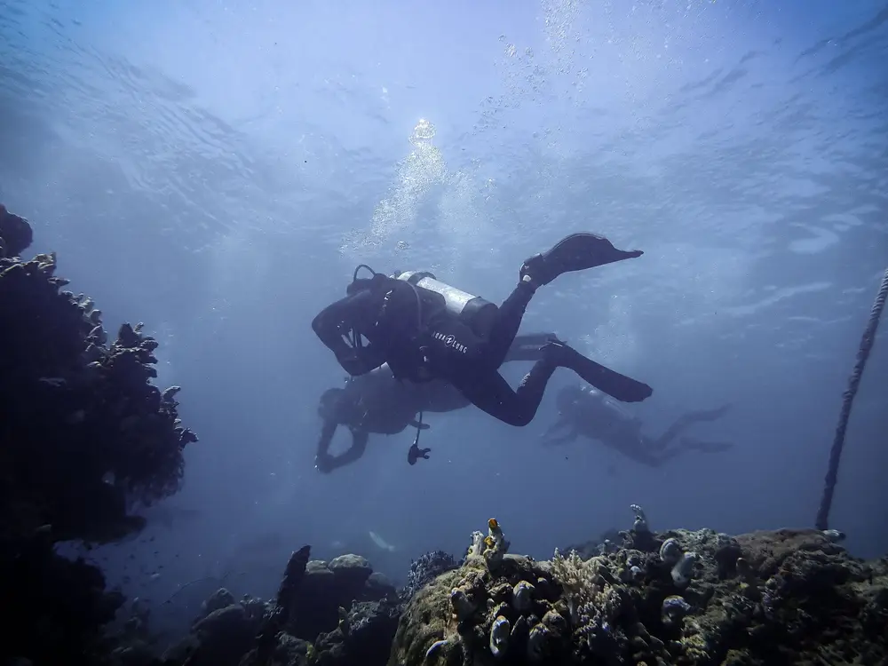 Elphinstone Reef