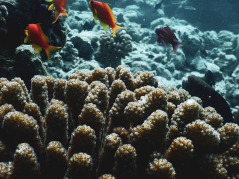 house reef Maldives