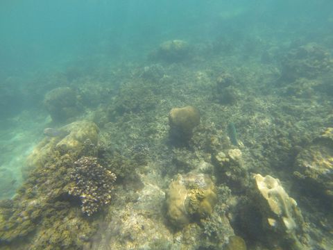 Snorkeling spot Hon Tai Vietnam