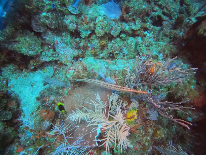 Explore the diverse marine life and vivid coral in Akumal, Mexico's underwater paradise.