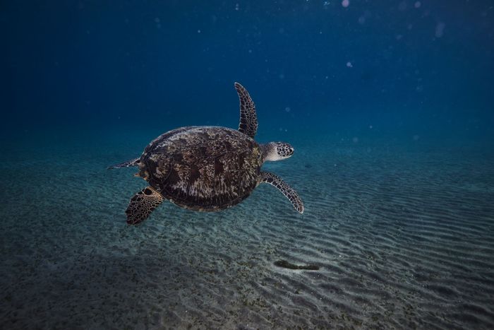 Captivating underwater view of a sea turtle gliding in Marsa Alam, Red Sea.