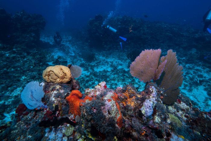 Scuba divers exploring the vibrant coral reefs of Isla Mujeres, Mexico, teeming with diverse marine life.