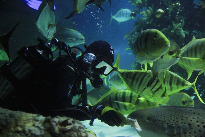 A scuba diver interacts with tropical fish in an underwater setting, showcasing marine diversity.