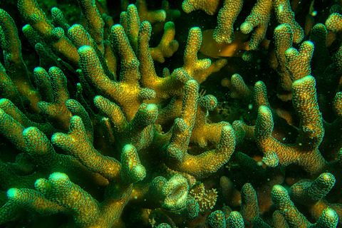 Coral garden Indonesia