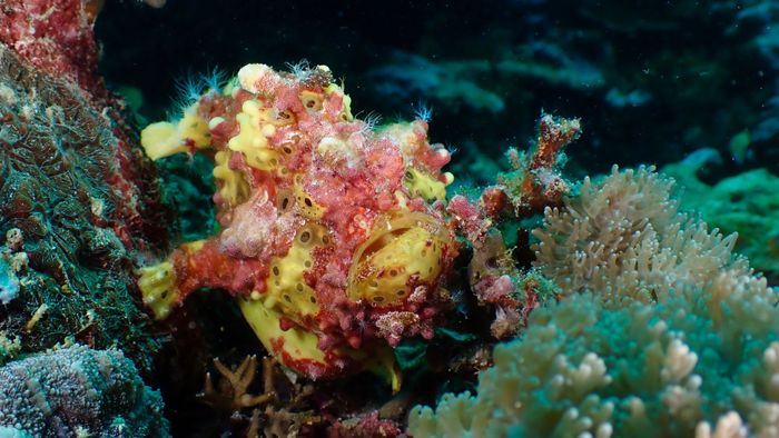 A vivid warty anglerfish blends with coral in a vibrant Philippine reef, showcasing marine biodiversity.