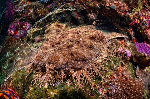 Frog Fish Point Indonesia
