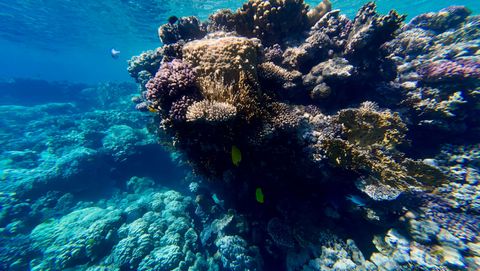 Carless Reef Egypt