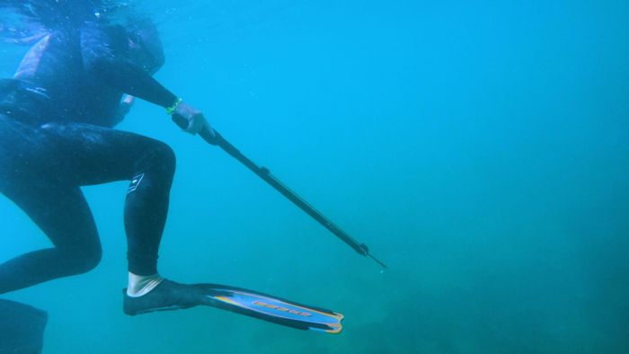 A scuba diver explores the ocean with a spear. Perfect for adventure and marine themes.