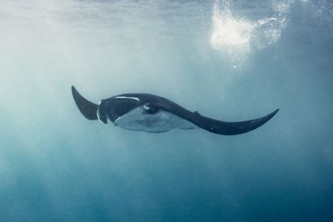 Manta Sandy Indonesia