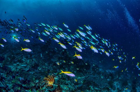 Siaba Besar dive site Indonésia