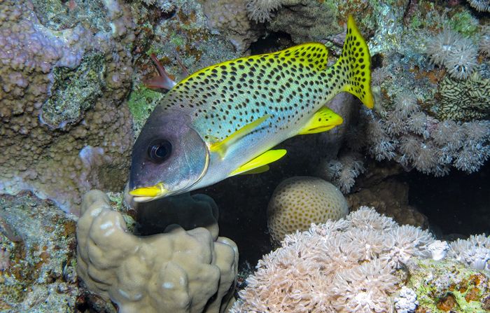 A Yellowspotted Sweetlips fishes swimming among colorful corals in the Red Sea.