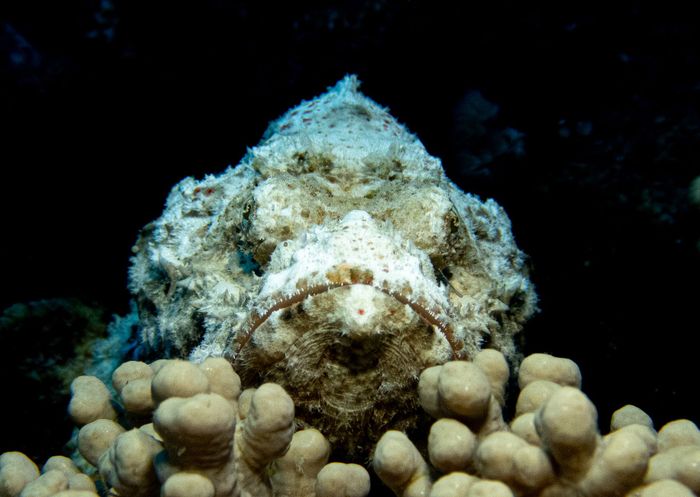 Scorpionfish blending with the coral reef in Moka District, Mauritius.