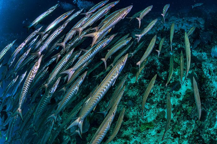 A stunning underwater view of a barracuda school swimming in West Papua, Indonesia, showcasing marine life diversity.