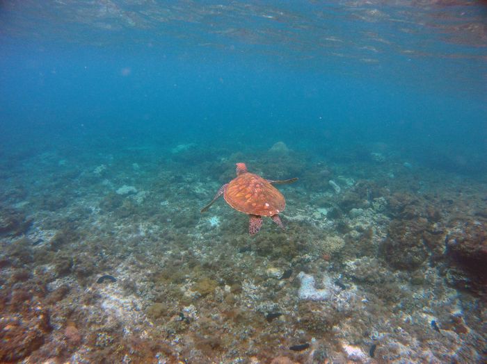 A sea turtle gracefully swimming over the vibrant seabed in the Philippines.