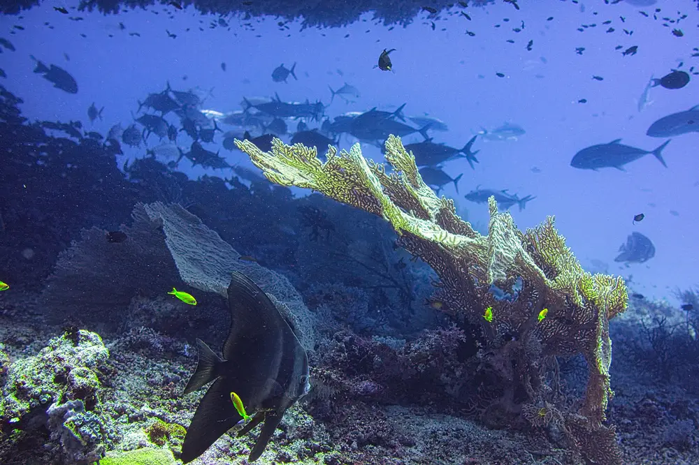 Monad Shoal