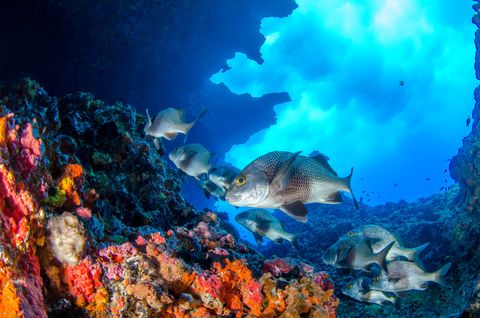 The Cauldron Dive Site Indonésia