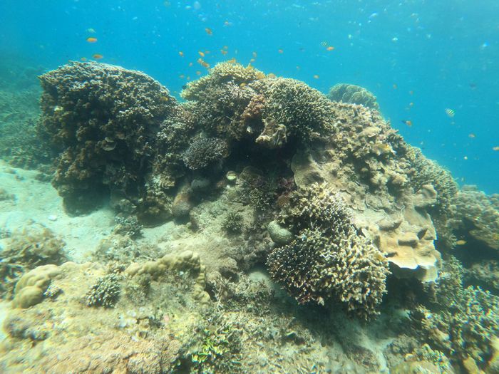 Explore the biodiverse coral reefs of San Jose, Philippines, underwater wonders.