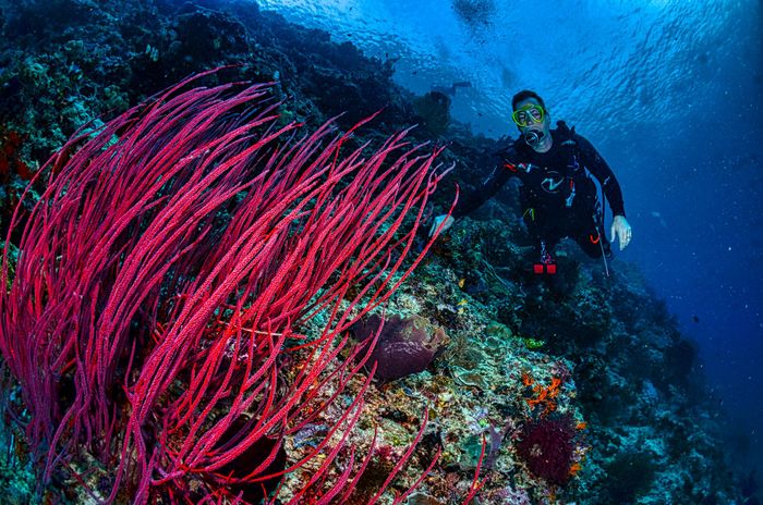 A diver explores the vibrant coral reef in West Papua, Indonesia, showcasing pink soft coral and marine life.
