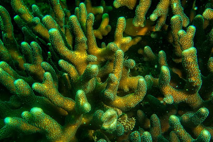 Colorful branch coral thriving in the vibrant waters off Jakarta, Indonesia.
