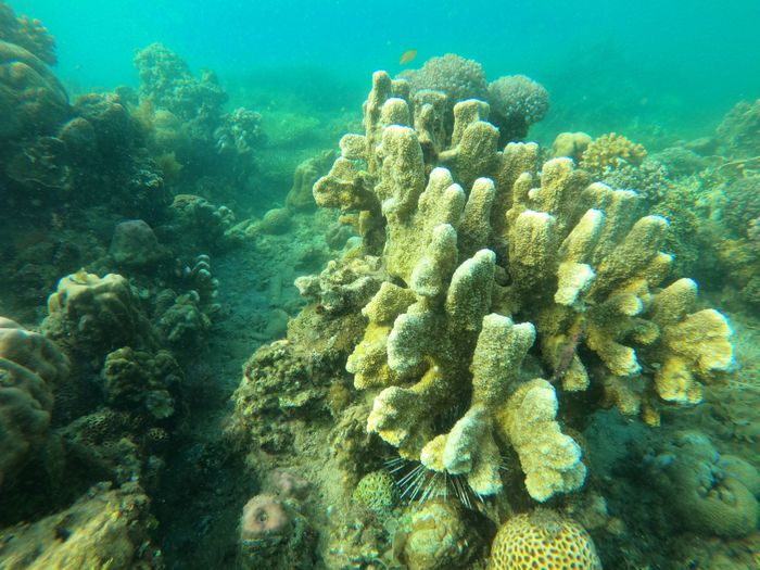 Explore the vibrant coral reef with diverse marine life in a clear underwater scene.