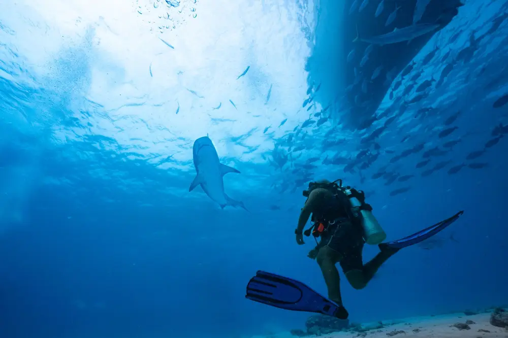 Isla Mujeres — Bull Shark Cathedral