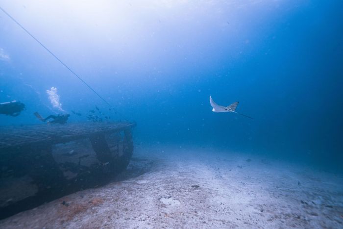 A mesmerizing view of an eagle ray swimming above a shipwreck in the deep blue ocean waters.