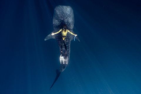 Ningaloo — Whale Shark Encounter Australia