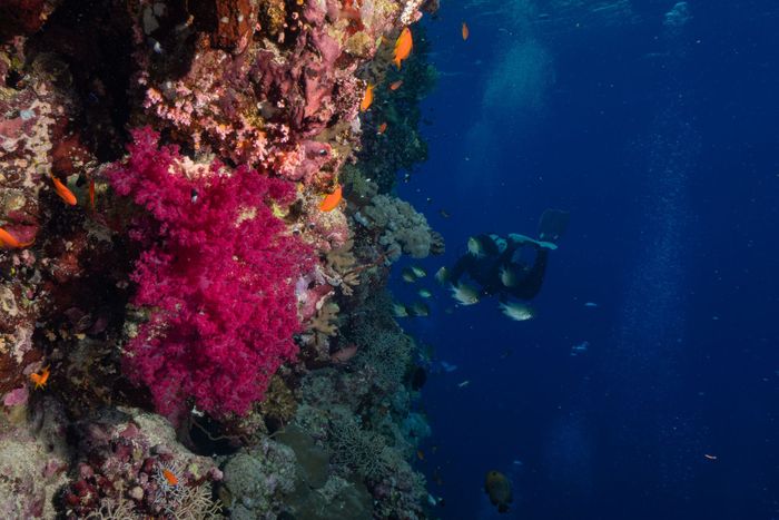Explore a vibrant coral reef with a diver in this stunning underwater photograph.