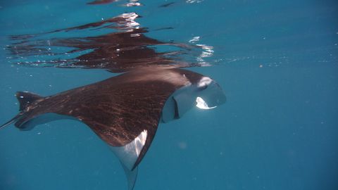 Manta Bay Indonesia