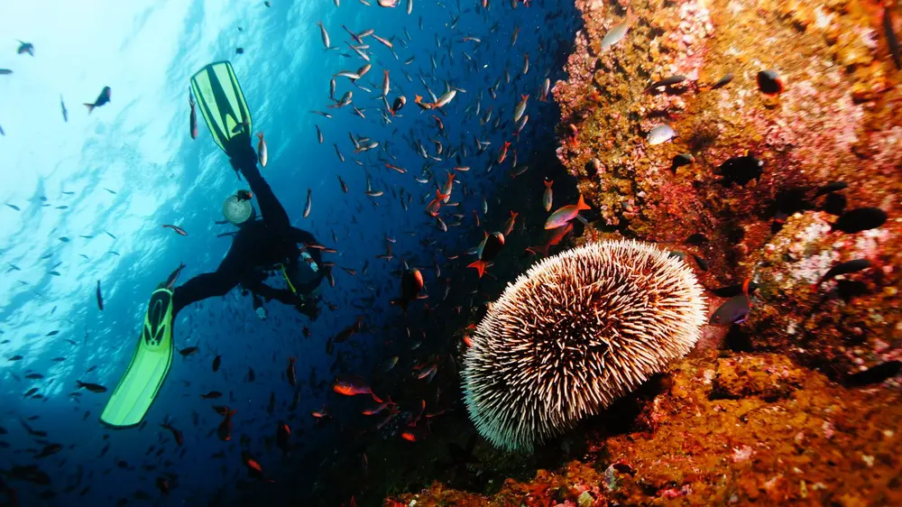 Blake Island Reef