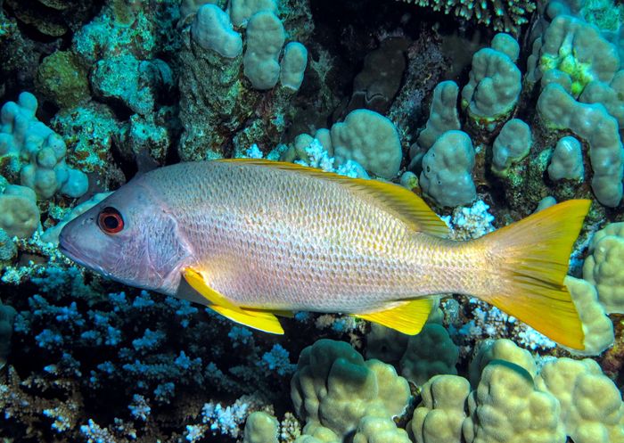 Close-up view of vibrant one-spot snapper among colorful coral in the Red Sea.