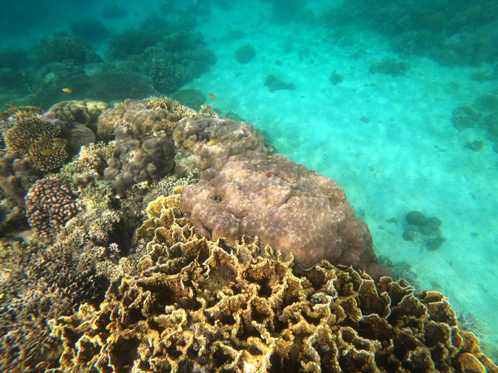 Explore the vibrant coral reefs of San Jose, Central Visayas, Philippines.
