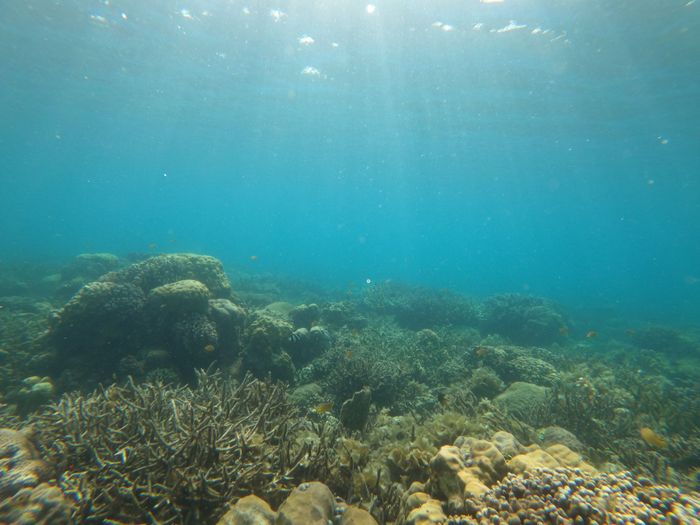 Explore the vivid and diverse marine life of a coral reef underwater in Central Visayas, Philippines.