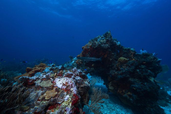 Explore the vivid coral reefs of Isla Mujeres with diverse marine life and vibrant underwater scenery.