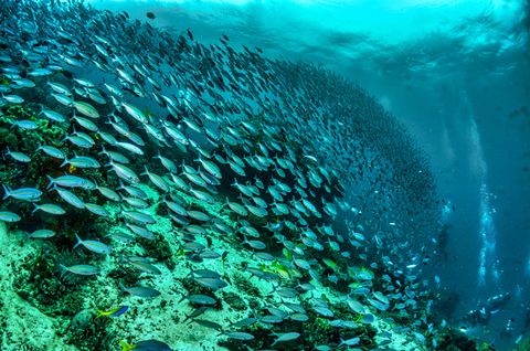 Swarm Indonésia