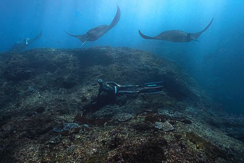 Raja Ampat — Manta Sandy Indonesia
