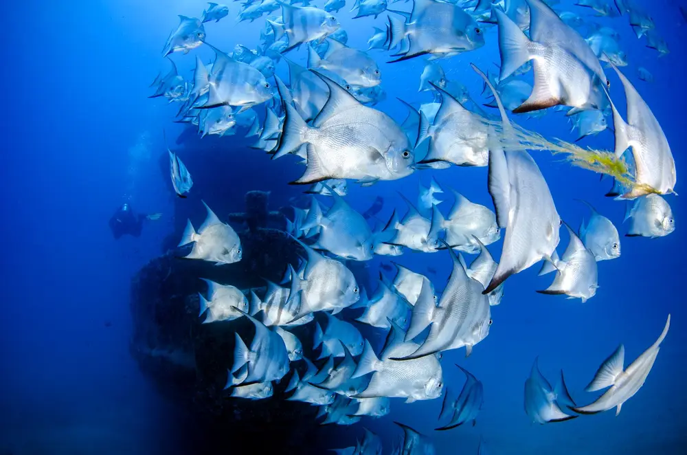 Fury Shoal — Claudio's Reef