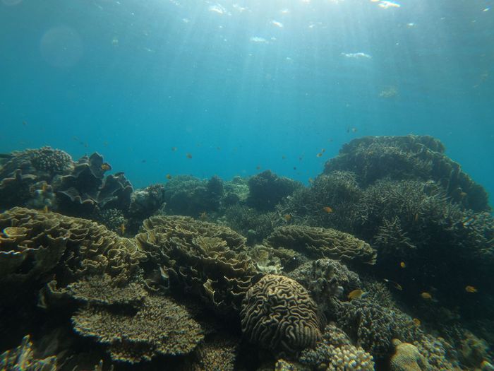 Explore the vibrant marine life and coral formations of the Philippines' pristine underwater world.