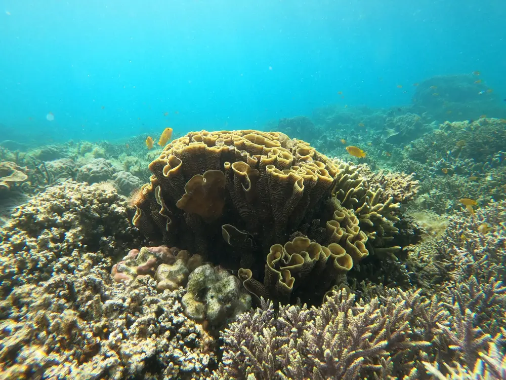 Coral Garden