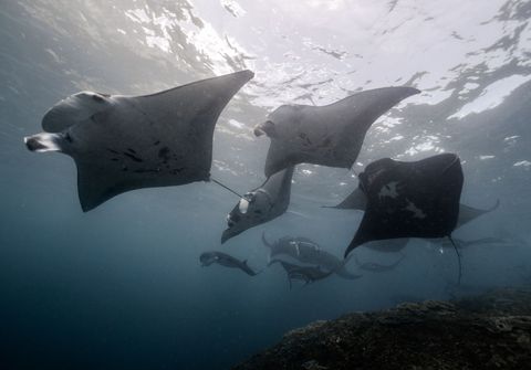 Irvin's Mantas Indonésia